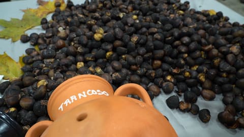 Qualidade superior da castanha de Trancoso