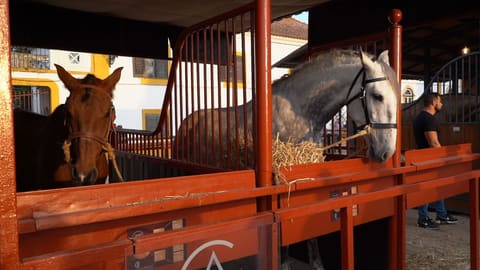 Arte Equestre Portuguesa candidata a Património Imaterial da Humanidade