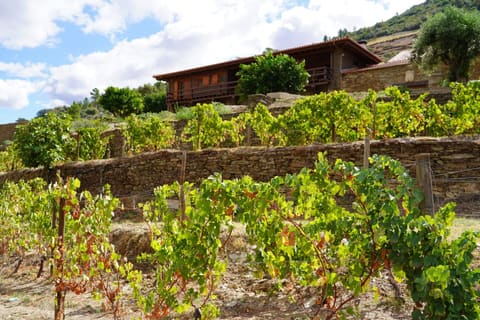 Douro vai ter o primeiro projeto de Olivoturismo