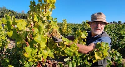 Quinta Alveirão: os vinhos biológicos da pequena aldeia de Chícharo