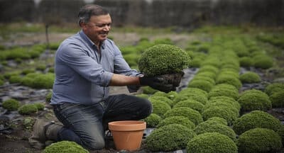 Produção de manjericos na Maia mantém viva a tradição da planta rainha dos Santos Populares