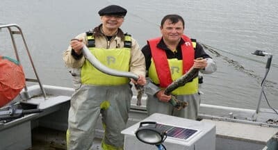 Especial região do Minho: a tradicional e genuína pesca da lampreia que é saber secular